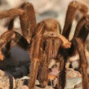 Desert Tarantula