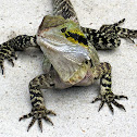 Eastern Water Dragon