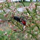 Thread-waisted wasp