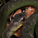 Culebra (colubridae)