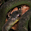 Culebra (colubridae)