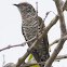 Little Bronze Cuckoo