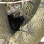 Grey Squirrel