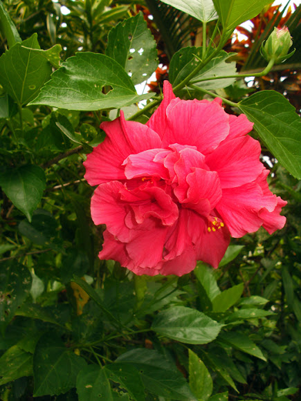 Spotting Image 1