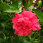 Red-Layered Hibiscus