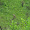 Steppe Buzzard