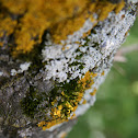 Lichen (Lichene)