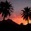 Chilean Palm