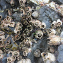 Barnacles