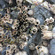 Barnacles