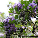 Texas Mountain Laurel