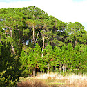 Slash Pine