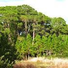 Slash Pine