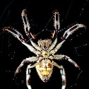 Garden Orb Weaver Spider