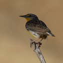 Western Meadowlark