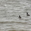 American Coot