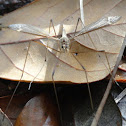 Crane Fly