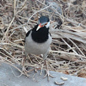 Asian Pied Starling