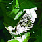 Marbled White
