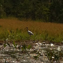 White Ibis