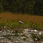 White Ibis