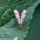 Scorpionfly germanica