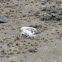 Fiddler crab