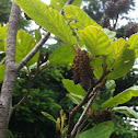 Alder