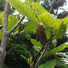 Alder