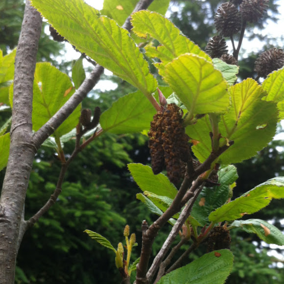 Spotting Image 1