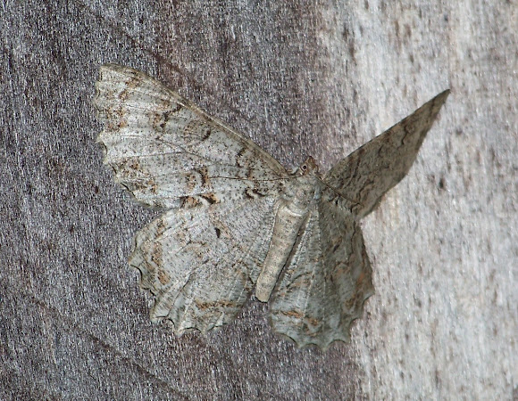 Spotting Image 1