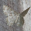 Tulip Tree Beauty moth