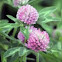 Red Clover