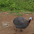 Guineafowl