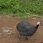 Guineafowl