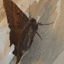 Xmahaná, moth, butterfly