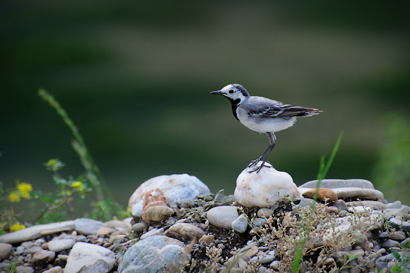 Spotting Image 1
