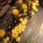 Cross Veined Troop Mushroom
