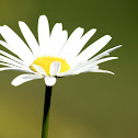 Common Daisy