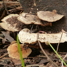 Polyporales