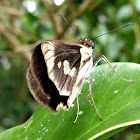 Skiper butterfly