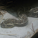 Puff Adder