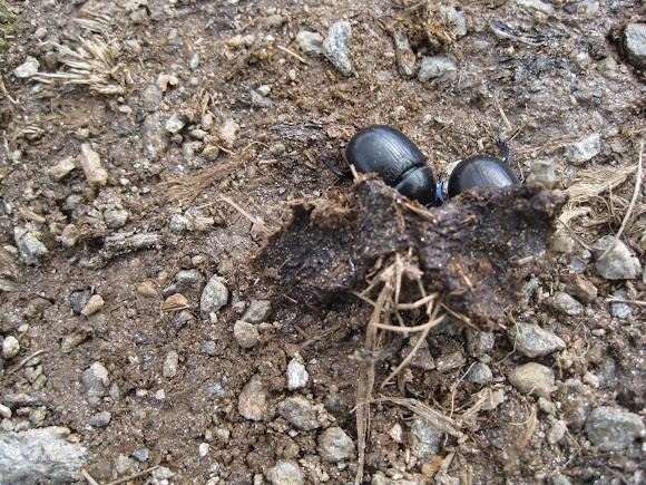 Spotting Image 1