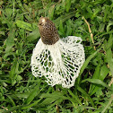 Veiled Stinkhorn