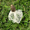 Veiled Stinkhorn