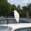Cattle Egret