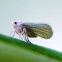 Planthopper