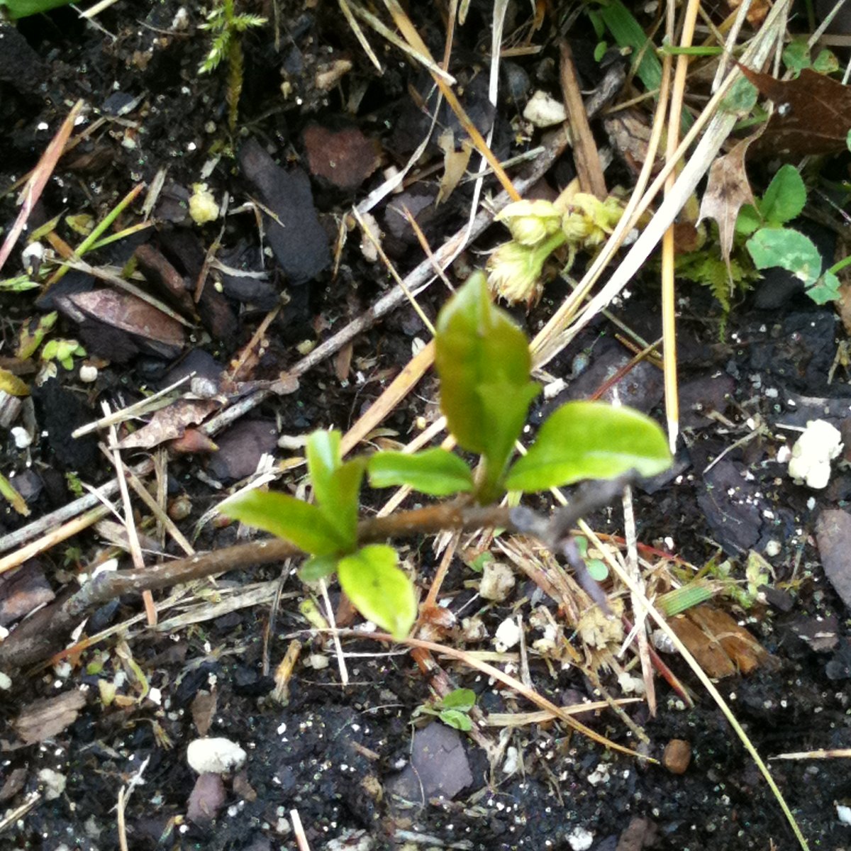 Persimmon tree sapling Project Noah