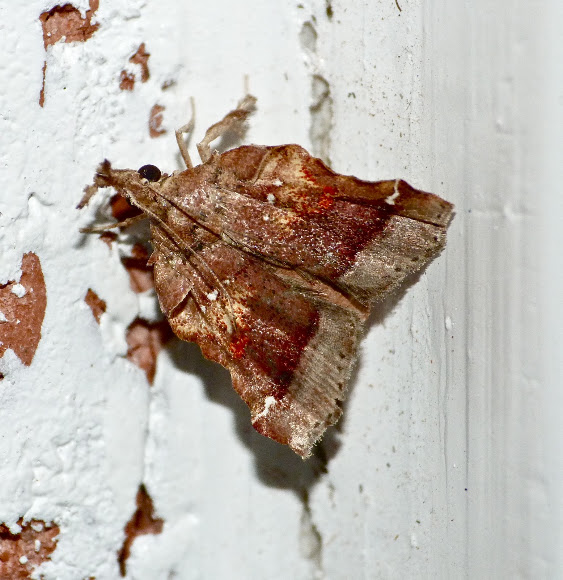 Spotting Image 1