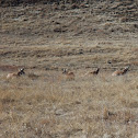 Pronghorn
